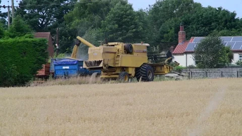 Combine harvester emptying harvested grain into trailer at farm uk Stock Footage 211677053