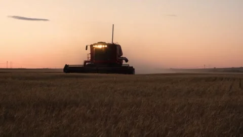 Combine harvester in a field at dusk coming towards the camera signaling wi.. Stock Footage 256106965