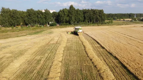 Combine harvester on the field Stock Footage 164616079