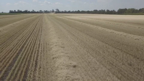 Combine harvester Video stock 92024718