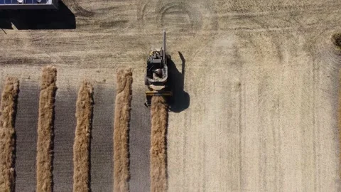 Combine harvester Video stock 163369253