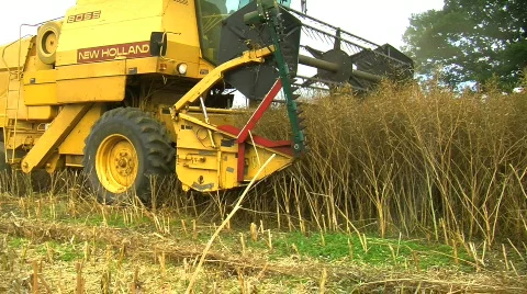 Combine Harvester gathering Rape seed crop Stock Footage 795563