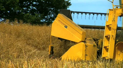 Combine Harvester gathering Rape seed crop Stock Footage 795701