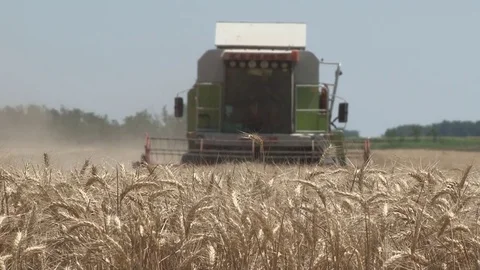 Combine harvester gathers the wheat crop 库存影片 77512853