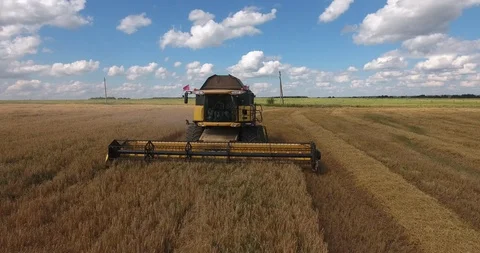 Combine harvester gathers wheat crop in the field Stock Footage