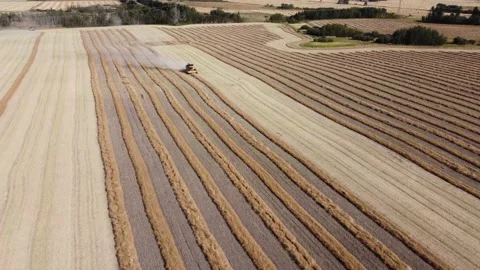 Combine harvester grain field Stockbeeldmateriaal 163369722