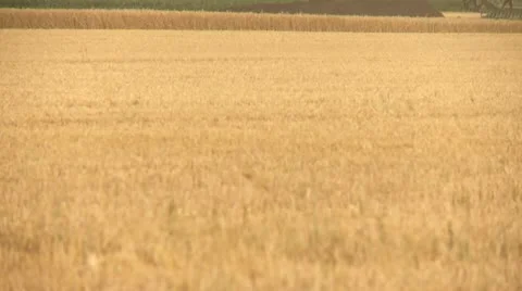 Combine Harvester on Grainfield Stock Footage 11355967