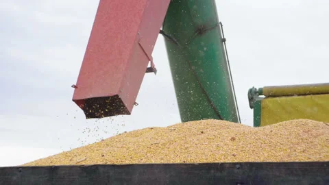 Combine harvester harvesting corn, unloading grains into truck trailer. Slow mo. Video stock 96426607