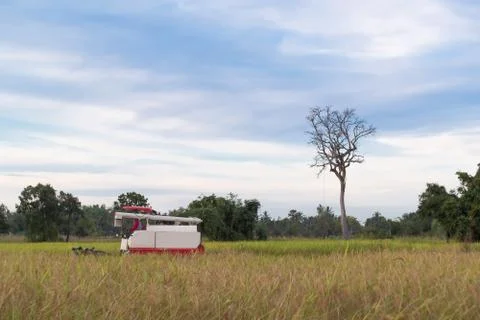 Combine harvester harvesting machine working in rice field. Stock Photos