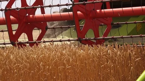 Combine harvester harvesting ripe cultivated agricultural wheat field Stock Footage