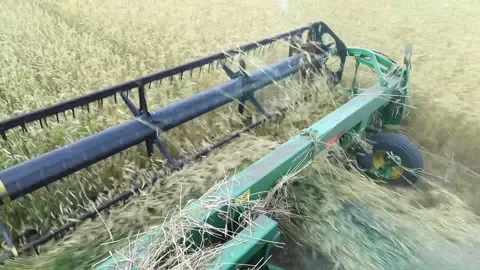 Combine harvester harvests ripe wheat. agriculture Stock Footage 205088694
