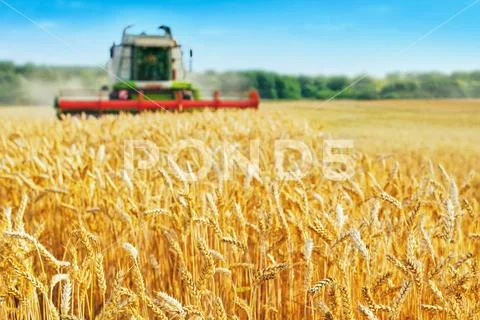 Combine Harvester Harvests Ripe Wheat. Ripe Ears Of Gold Field On The Sunset