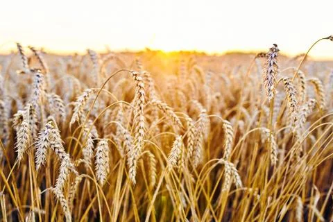 Combine harvester harvests ripe wheat. Ripe ears of gold field on the sunset Stock Photos
