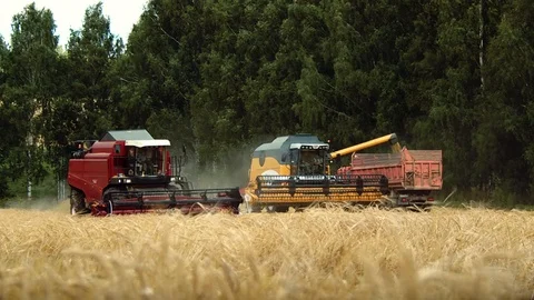 The combine harvester harvests wheat. Loading of wheat in the truck. Stock Footage 93746415