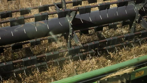 Combine Harvester Header Cutting Flax Crop During Harvest. Vidéo 345034359