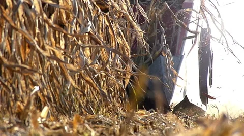 Combine harvester header during harvesting Stock Footage 47846641