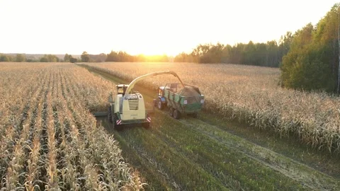 Combine harvester loading corn grain in trailer at sunset in rural field Stock Footage 313564559