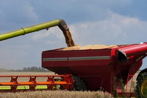 Combine harvester loading grain into the hopper during harvest Stock Photos