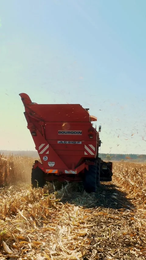 Combine harvester machine harvesting corn, filtering Fresh ripe corncobs from Stock Footage 314431994