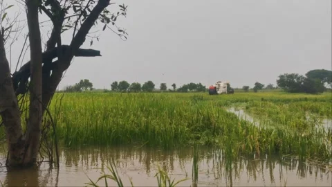 Combine Harvester Machine Harvesting Rice In Flooded Field Rainy Season 4K Stock Footage 346171925