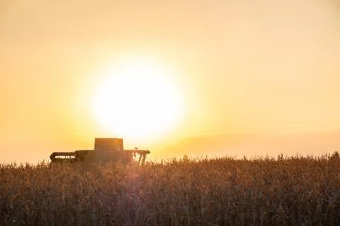 Combine harvester machine working in corn field at sunset Stock Photos