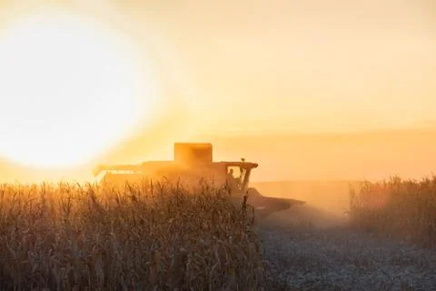 Combine harvester machine working in corn field at sunset Stock Photos