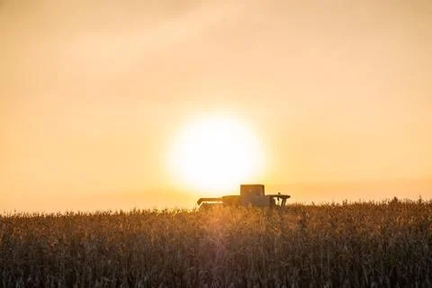 Combine harvester machine working in corn field at sunset Stock Photos