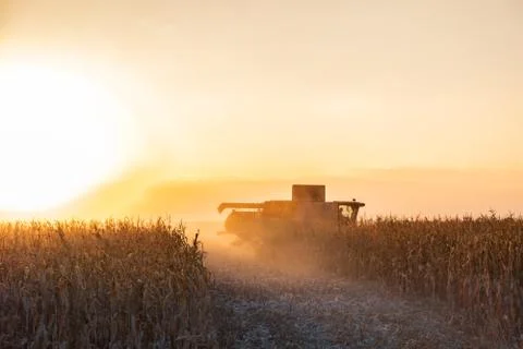 Combine harvester machine working in corn field at sunset Stock Photos