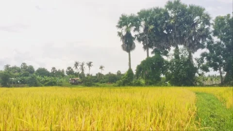 Combine Harvester Machine Working In Golden Ripe Rice Paddy Field With Sugar Stock Footage 346549347
