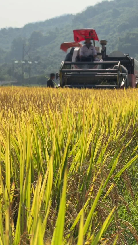 A combine harvester moves steadily through a mature rice field during harvesting Vidéo 334417287