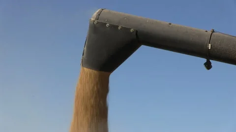 Combine harvester offloading wheat 스톡 동영상 55264201
