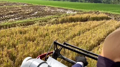 Combine Harvester Operating in Rice Paddy Field Stock Footage 330940119