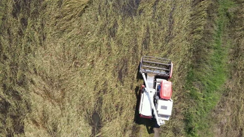 Combine harvester is picking up the produce.arial view Stock Footage