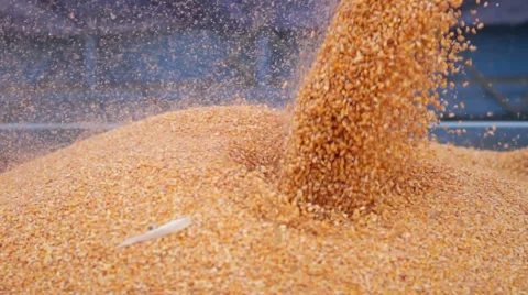 Combine harvester pouring corn maize seed Stock Footage 65729791