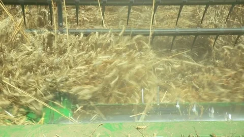 Combine harvester processes the wheat into grain. Video stock 72287937
