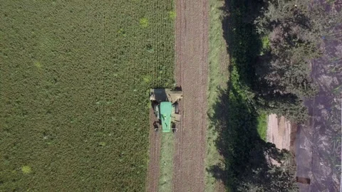 Combine harvester processing a large Wheat field for Silage. 動画素材 147657532
