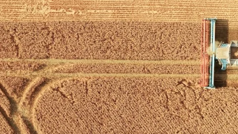Combine harvester raising dust while harvesting ripe wheat field from above Stock Footage 345716546