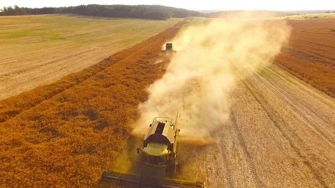 Combine harvester on rapeseed field. Video stock 78236046