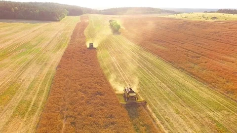 Combine harvester on rapeseed field. Video stock 78236965