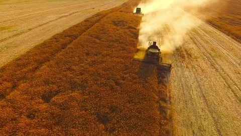Combine harvester on rapeseed field. Video stock 78237057