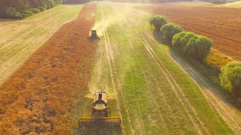 Combine harvester on rapeseed field. Video stock 78238630