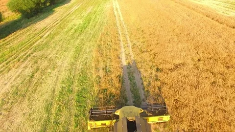 Combine harvester on rapeseed field. Video stock 78239134