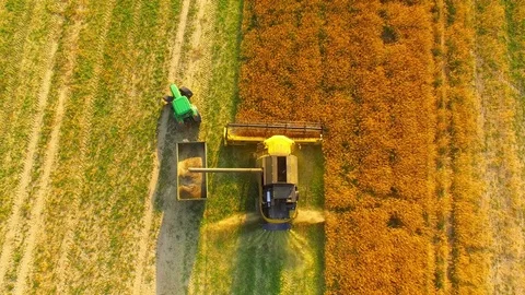 Combine harvester on rapeseed field. Video stock 78239871