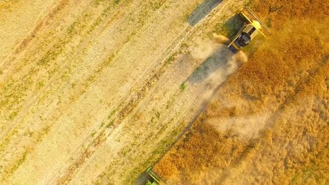 Combine harvester on rapeseed field. Video stock 78242048