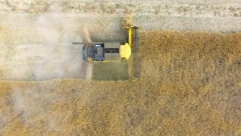 Combine harvester on rapeseed field. Video stock 78243213