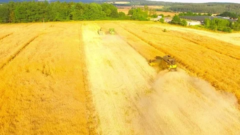 Combine harvester on rapeseed field. Video stock 78244666