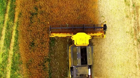 Combine harvester on rapeseed field. Video stock 78245384