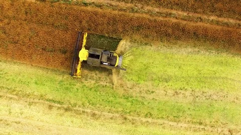 Combine harvester on rapeseed field. Video stock 78245563