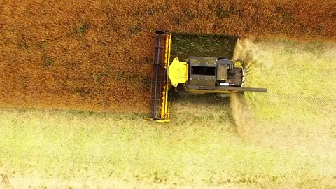 Combine harvester on rapeseed field. Video stock 78246065