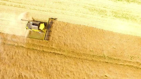 Combine harvester on rapeseed field. Video stock 78387547